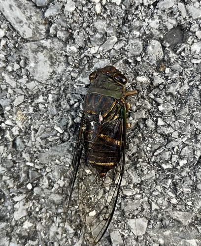 Chremistica pontianaka