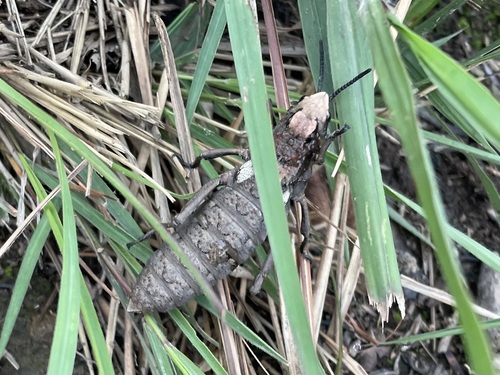 Camoensia insignis