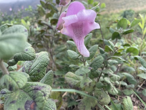 Ceratotheca reniformis