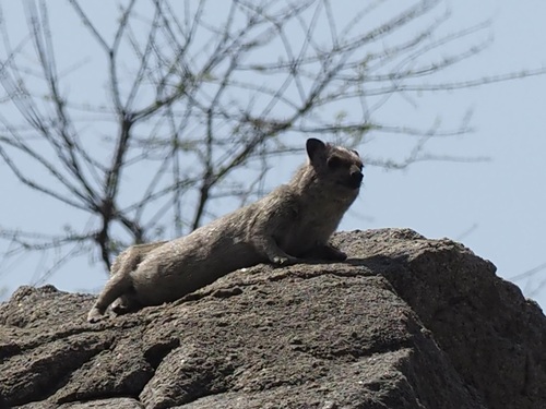 Kaokoveld Rock Hyrax