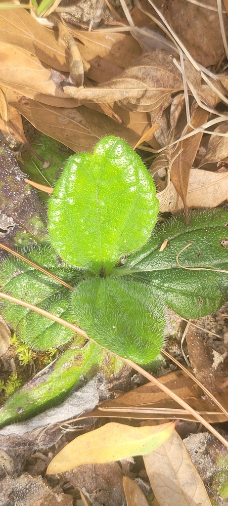 Rayless Sunflower from Gulfport, MS 39503, USA on February 28, 2024 at ...