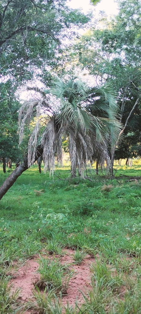Jelly palm