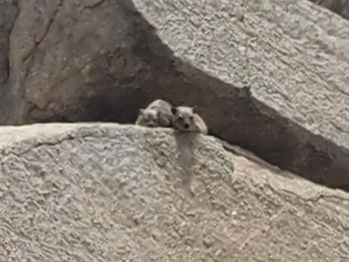 Rock Hyrax
