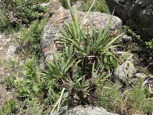 Xerophyta concolor