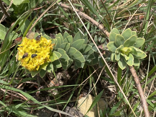 Yellowhead Curryflower