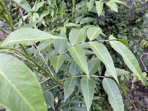 Arsenic Bush