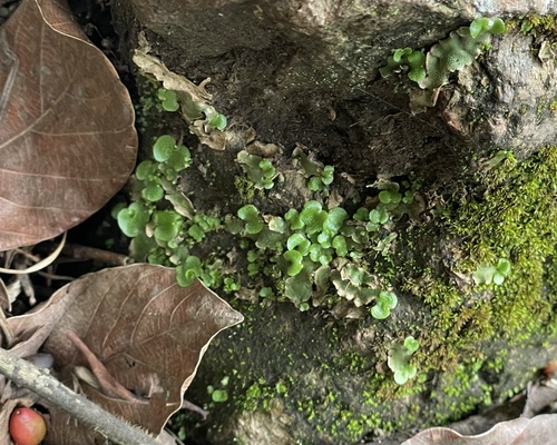 Crescent-cup liverwort