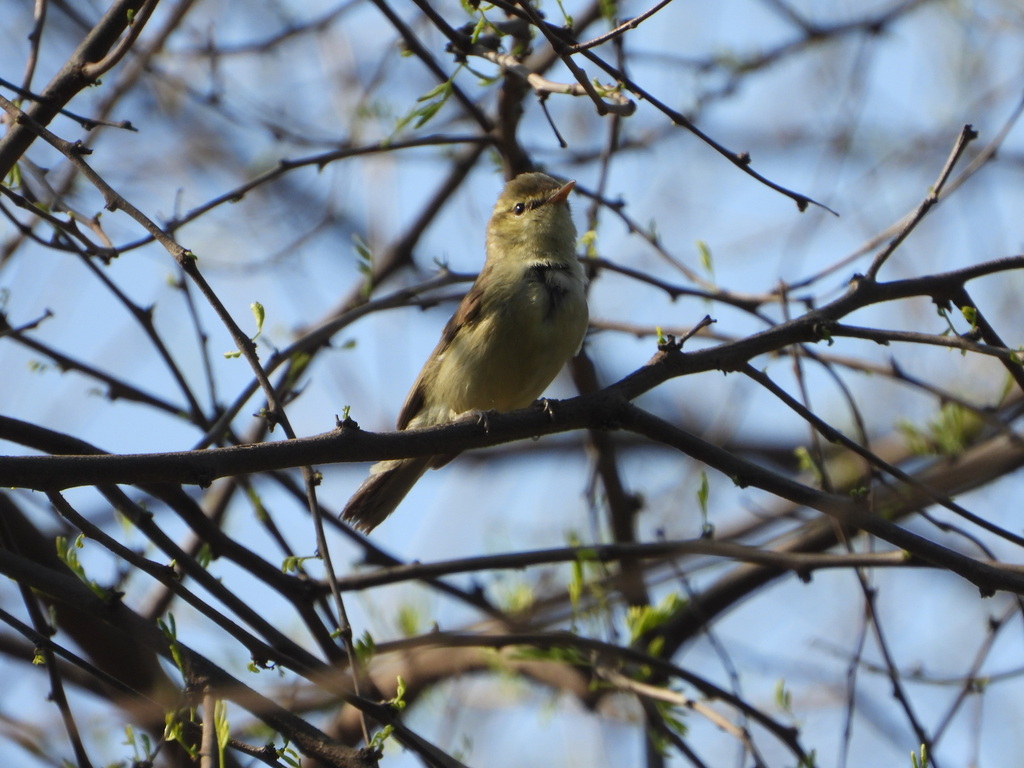 Hume's Leaf Warbler from Lodhi Estate, New Delhi, Delhi, India on ...