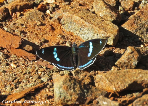 Widespread Eighty-eight