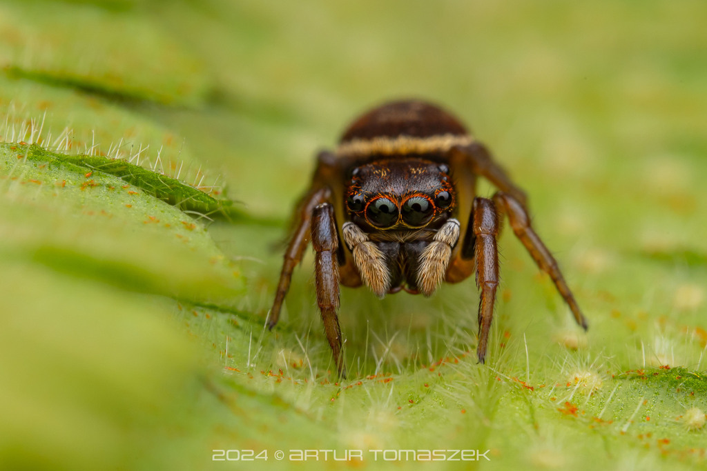 Chinattus in February 2024 by Artur Tomaszek · iNaturalist