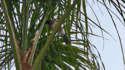 Common Bulbul