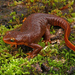 California Newt - Photo (c) Jake Scott, all rights reserved, uploaded by Jake Scott