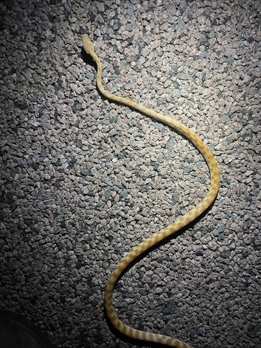 Brown Tree Snake sighting