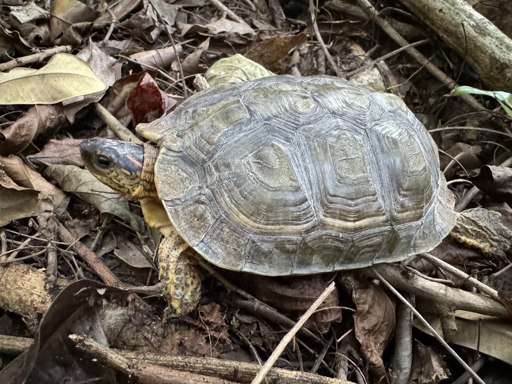 Furrowed Wood Turtle from Othón P. Blanco, Q. Roo., MX on February 29 ...