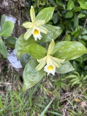 Sobralia macrophylla image