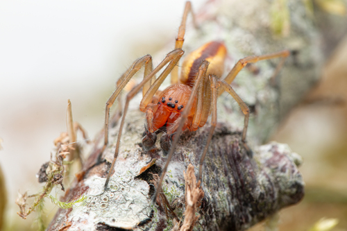 Two-Clawed Hunting Spider