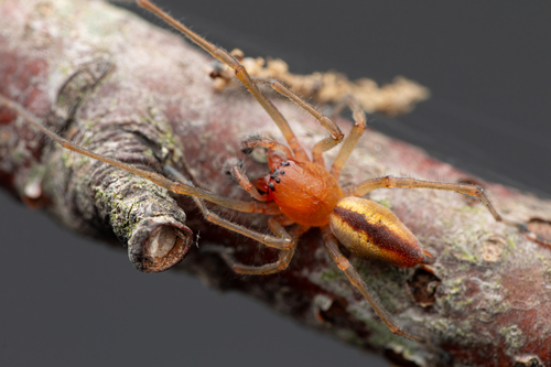 Two-Clawed Hunting Spider