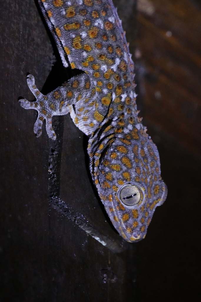 Tokay Gecko from Langkawi, Kedah, Malaysia on February 19, 2024 at 12: ...