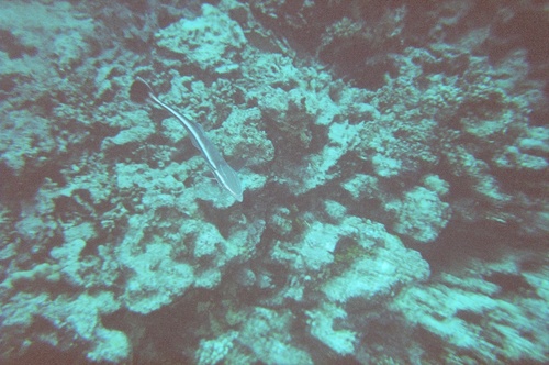Sharksucker — seen at this dive site