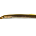 American Brook Lamprey - Photo (c) Miciah McNels, all rights reserved, uploaded by Miciah McNels