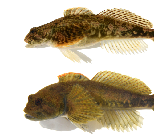 Slimy Sculpin