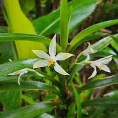 Maxillaria amabilis image