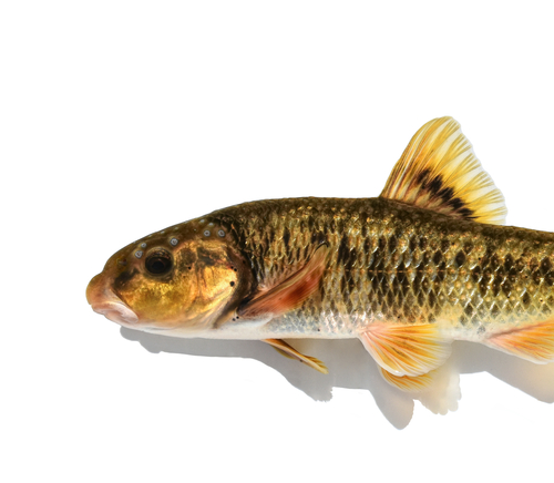 Largescale Stoneroller