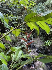 Heliconia colgantea image