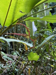 Heliconia colgantea image
