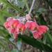 Bomarea campanularia - Photo (c) Leodan Aguilar, όλα τα δικαιώματα διατηρούνται, uploaded by Leodan Aguilar
