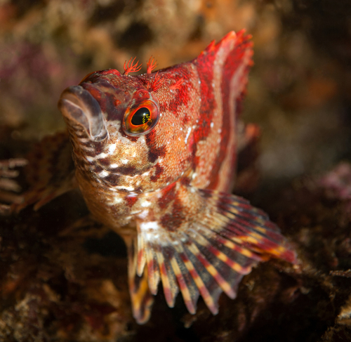 Painted Greenling