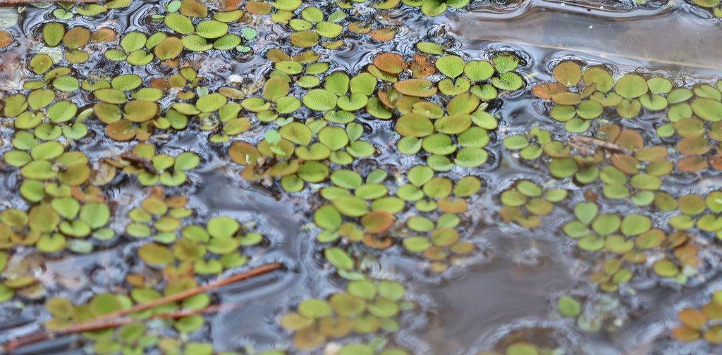 water spangles from Volusia County, FL, USA on February 29, 2024 at 01: ...