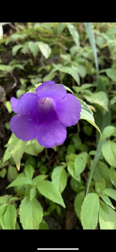 Sphaerorrhiza sarmentiana
