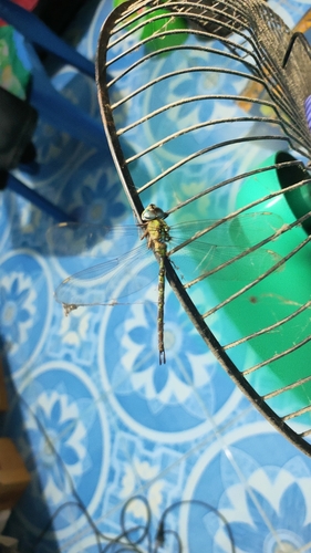 Dingy Duskhawker