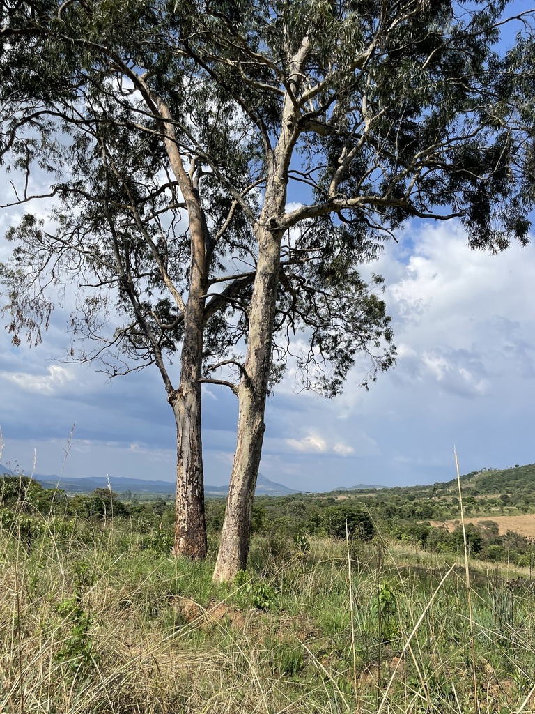 African rosewoods from Londuimbali, Angola on October 18, 2023 at 02:34 ...