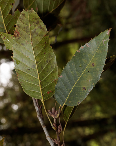 Quercus meavei