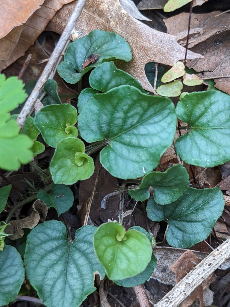 Prostrate Violet Prostrate blue violet from Marianna, FL 32448, USA on February 29, 2024 ...