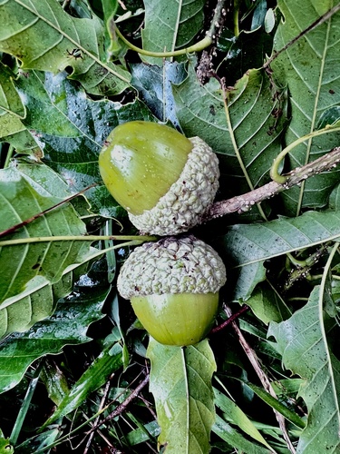 Quercus corrugata