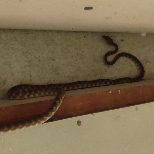 Brown Tree Snake sighting