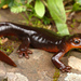 Sierra Newt - Photo (c) Jake Scott, all rights reserved, uploaded by Jake Scott