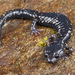 Speckled Black Salamander - Photo (c) Jake Scott, all rights reserved, uploaded by Jake Scott