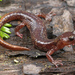 Clouded Salamander - Photo (c) Jake Scott, all rights reserved, uploaded by Jake Scott