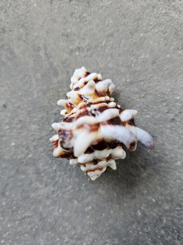 common Pacific vase — seen at this dive site