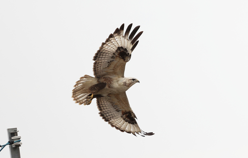 Upland Buzzard