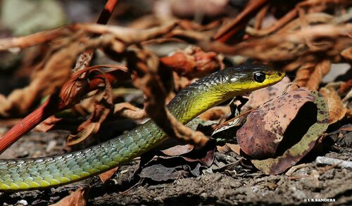 Common Tree Snake sighting