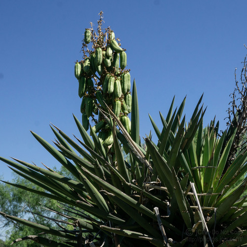 Spanish dagger