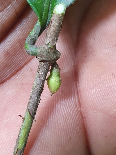 Landolphia congolensis