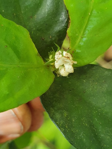 Hymenocoleus neurodictyon orientalis