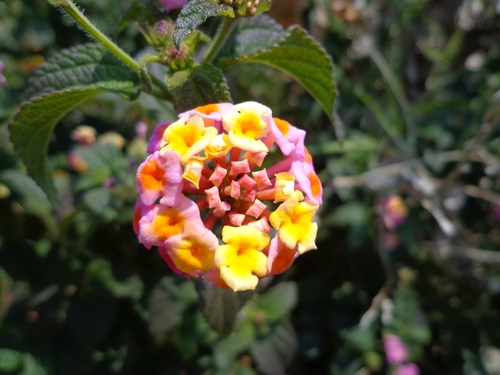 common lantana