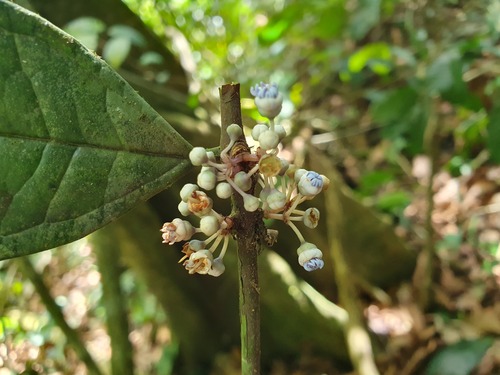 Memecylon zenkeri